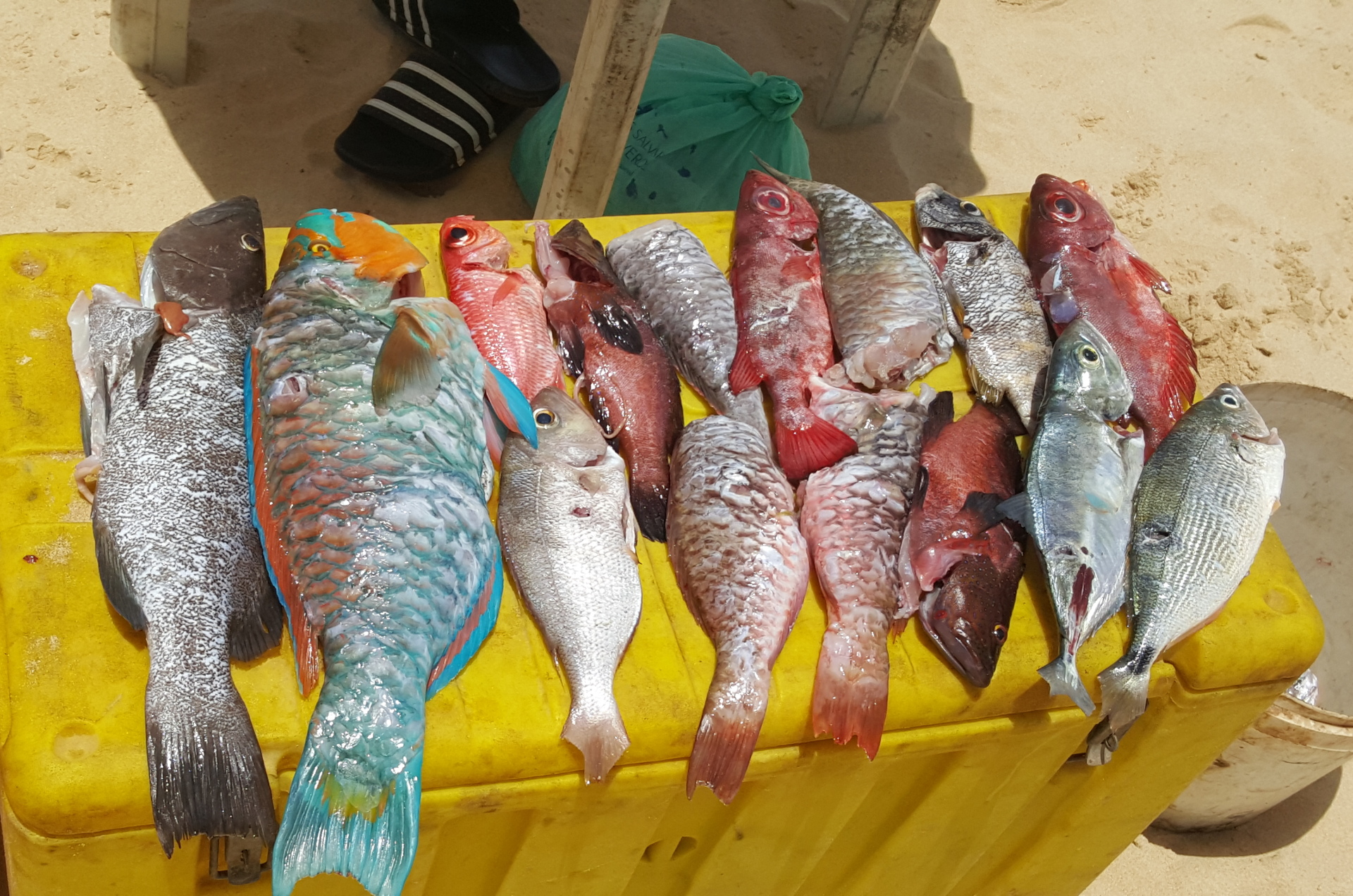 boavista spearfishing