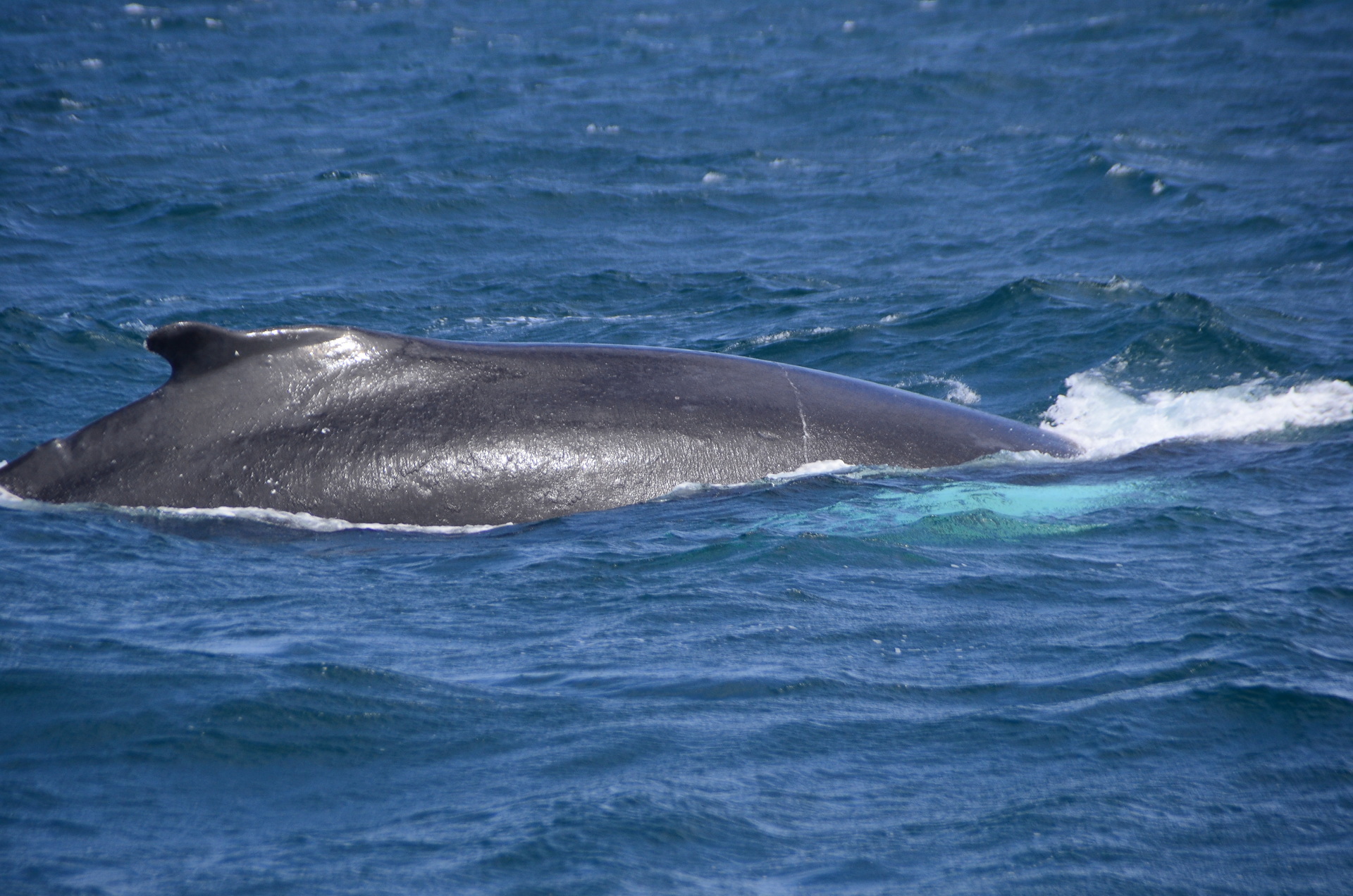 whalewatching