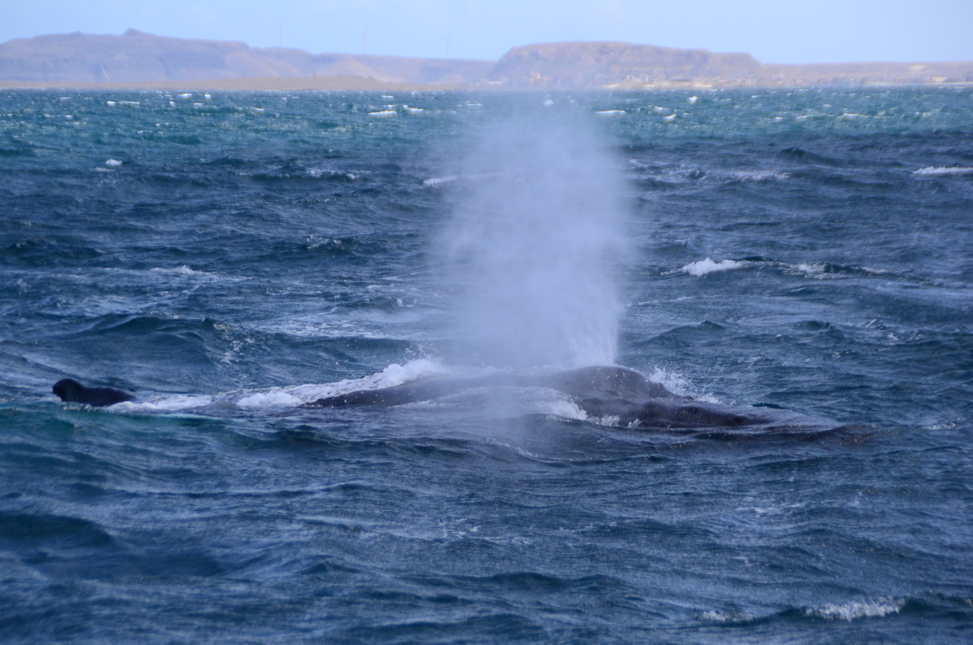 whale watching boavista